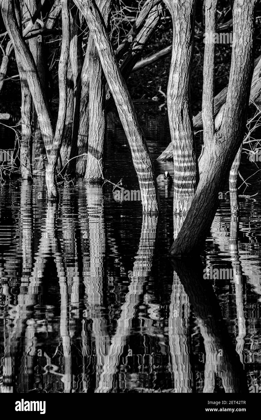 Black and white nature photography: Reflections of trees in flooded woodland, United Kingdom. Stock Photo