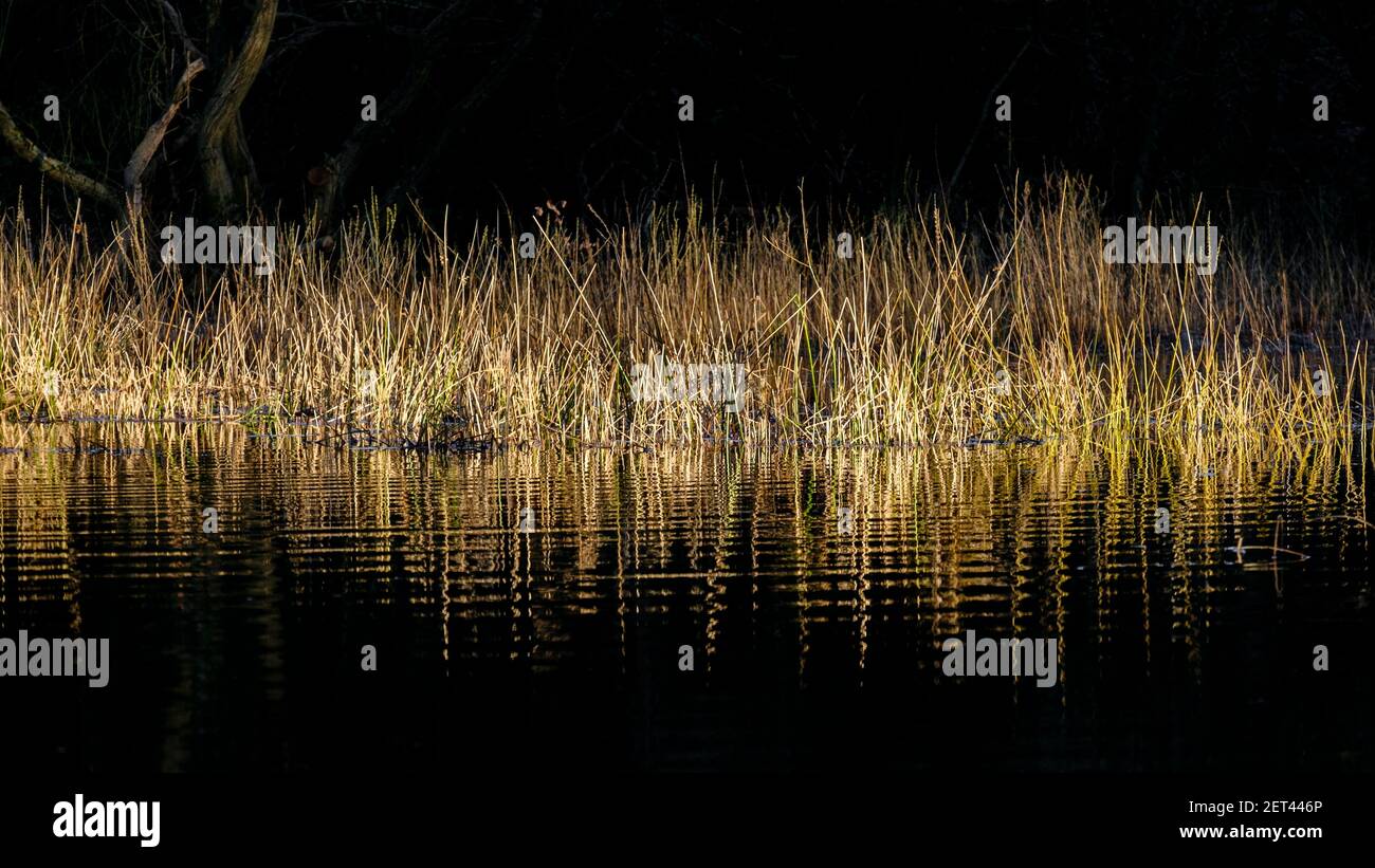 Marsh grasses in golden light reflected in water. Stock Photo