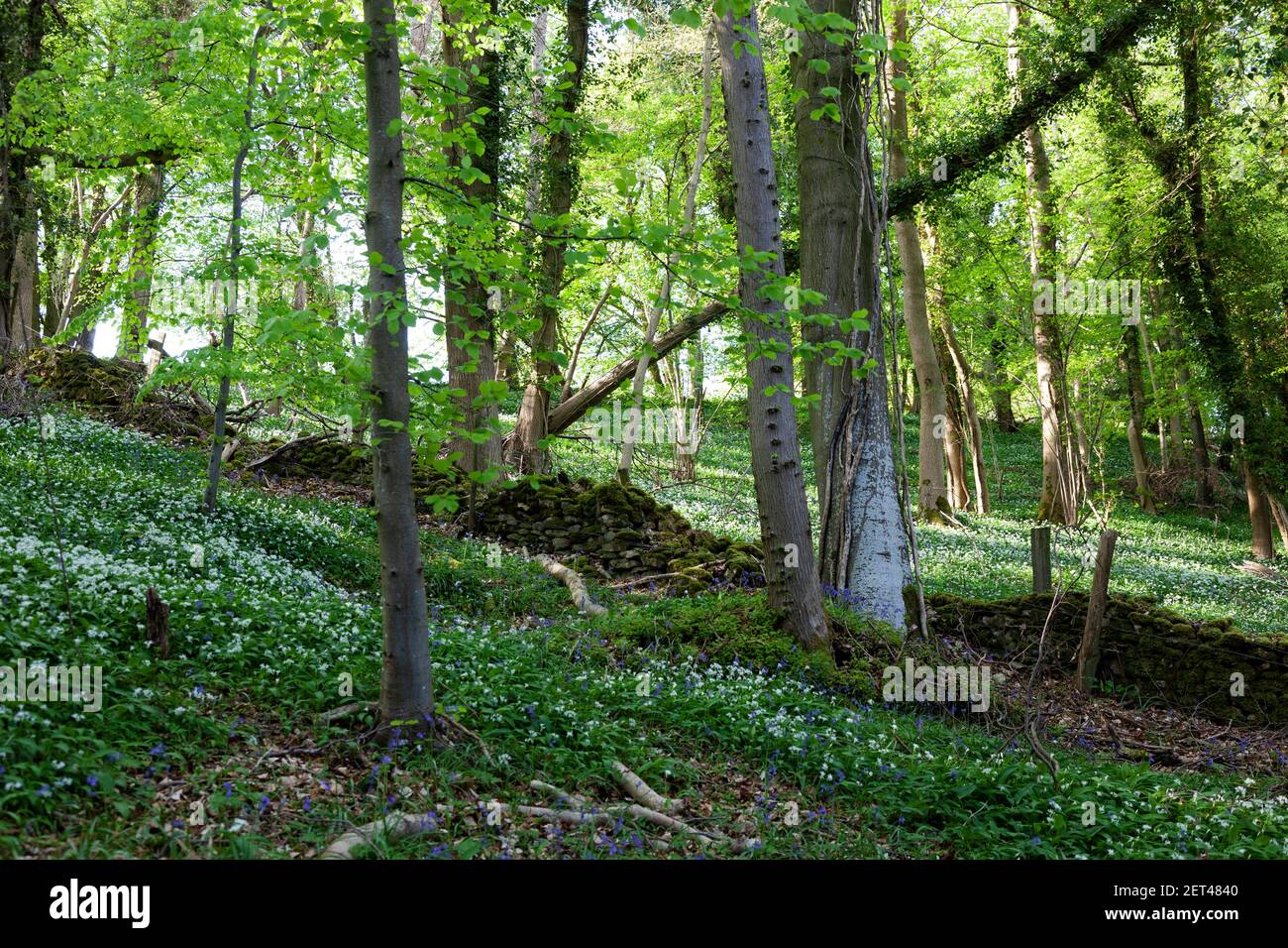 Swathes of wild garlic and bluebells divided by a mossy stone wall in woodland of the Cotswolds near Stroud, Gloucestershire,UK Stock Photo