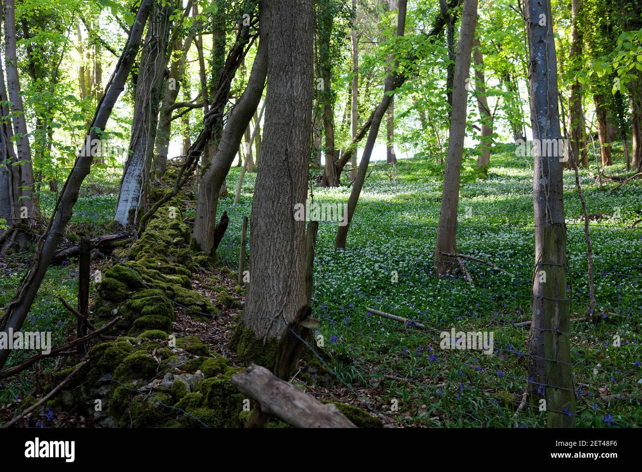 A mossy stone wall divides swathes of wild garlic and bluebells in woodland of the Cotswolds near Stroud, Gloucestershire, UK Stock Photo