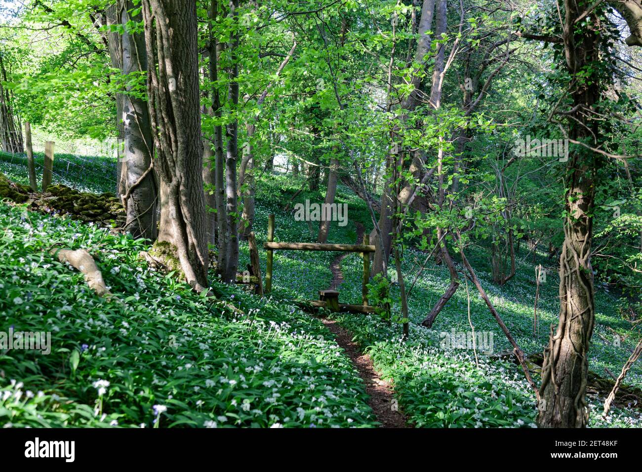 A footpath and stile in banks of wild garlic and bluebells in woodland of the Cotswolds near Stroud, Gloucestershire, UK Stock Photo