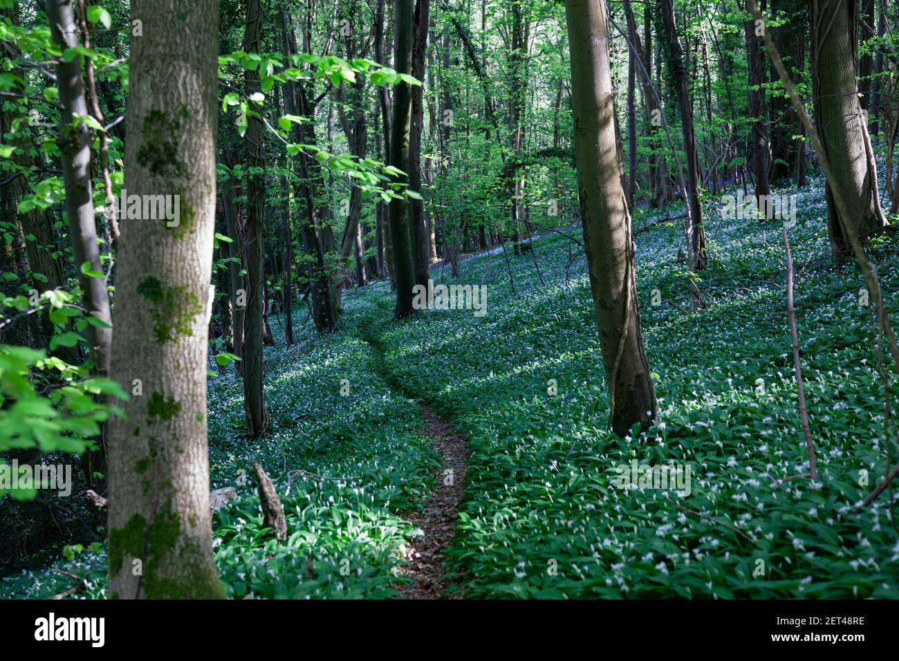 A footpath wends through swathes of wild garlic and bluebells in woodland of the Cotswolds near Stroud, Gloucestershire, UK Stock Photo