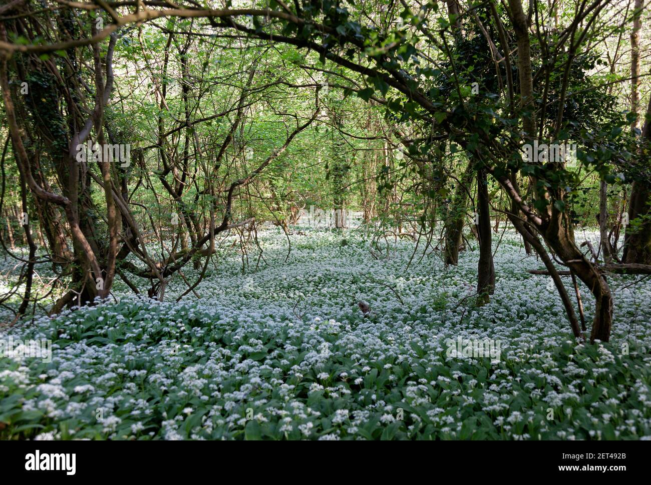 Swathes of wild garlic carpet woodland understorey in the Cotswolds near Stroud, Gloucestershire, UK Stock Photo