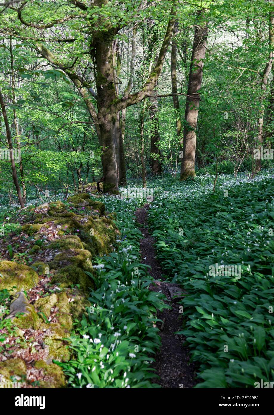 A footpath wends through swathes of wild garlic and bluebells in woodland of the Cotswolds near Stroud, Gloucestershire, UK Stock Photo