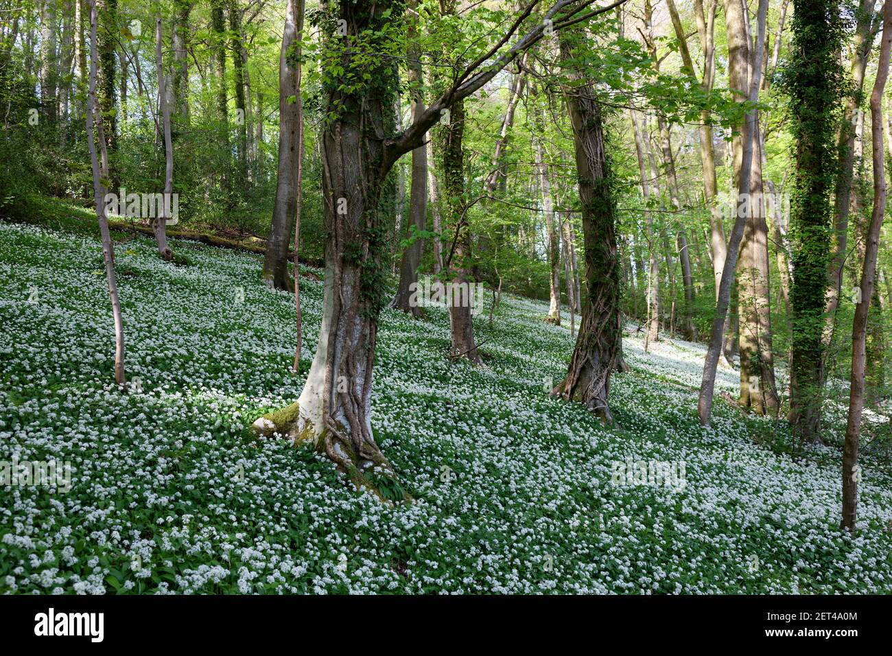 Swathes of wild garlic and bluebells in banked woodland of the Cotswolds near Stroud, Gloucestershire, UK Stock Photo