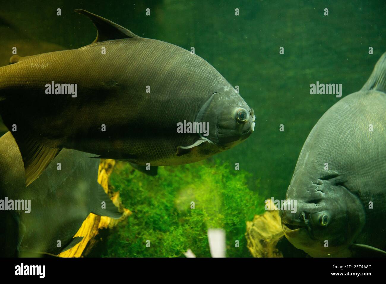 Pacu fish in aquarium in a Zoo Stock Photo Alamy