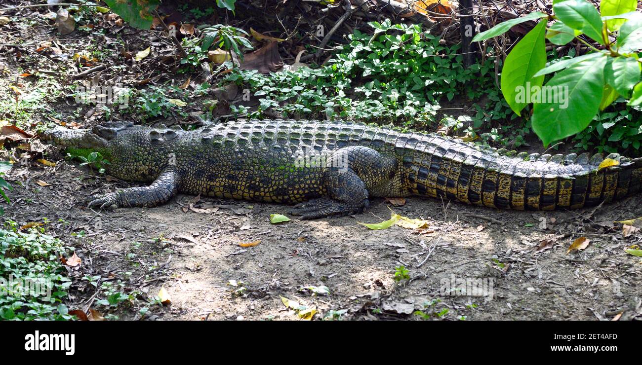 Close-up of a Crocodile, Port Douglas, Far North Queensland, Queensland, Australia Stock Photo