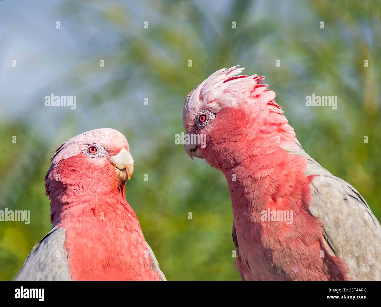 Two galah birds in a  tree looking at each other, Australia Stock Photo