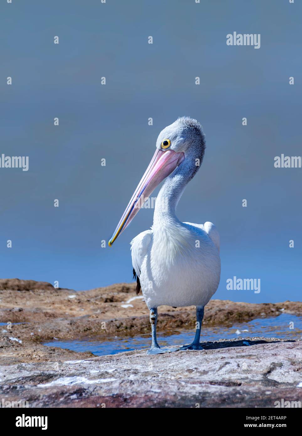 The Australian pelican standing at the edge of a lake, Australia Stock Photo