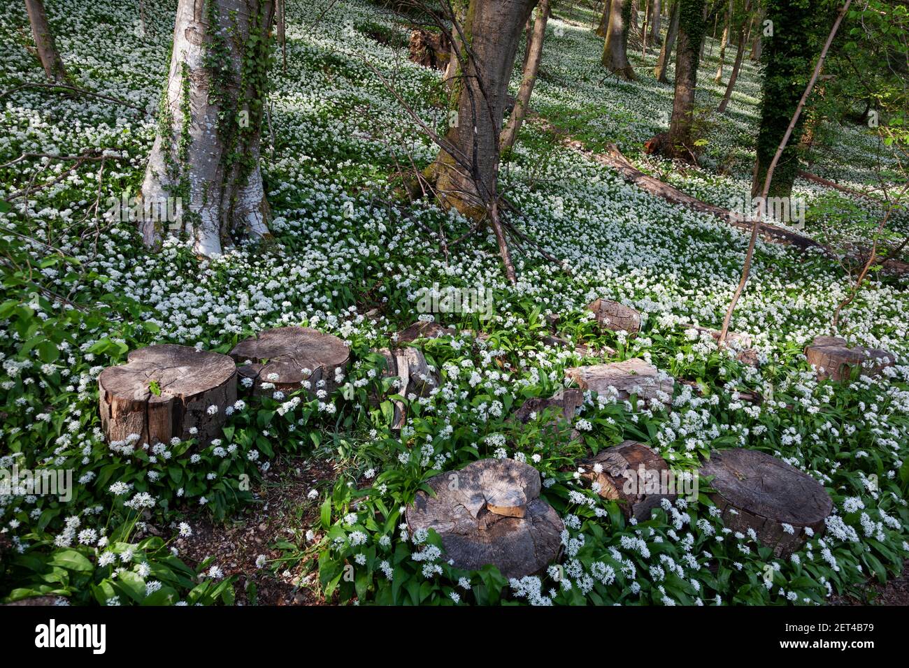 Sawn logs lying in swathes of wild garlic in woodland of the Cotswolds near Stroud, Gloucestershire, UK Stock Photo