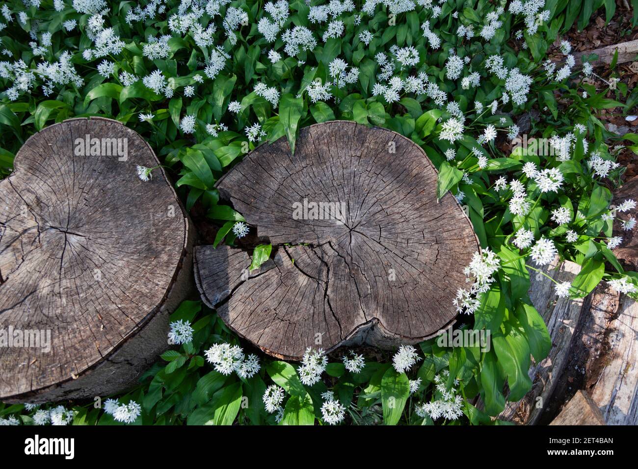 Closeup of sawn logs lying in wild garlic in woodland of the Cotswolds near Stroud, Gloucestershire,UK Stock Photo