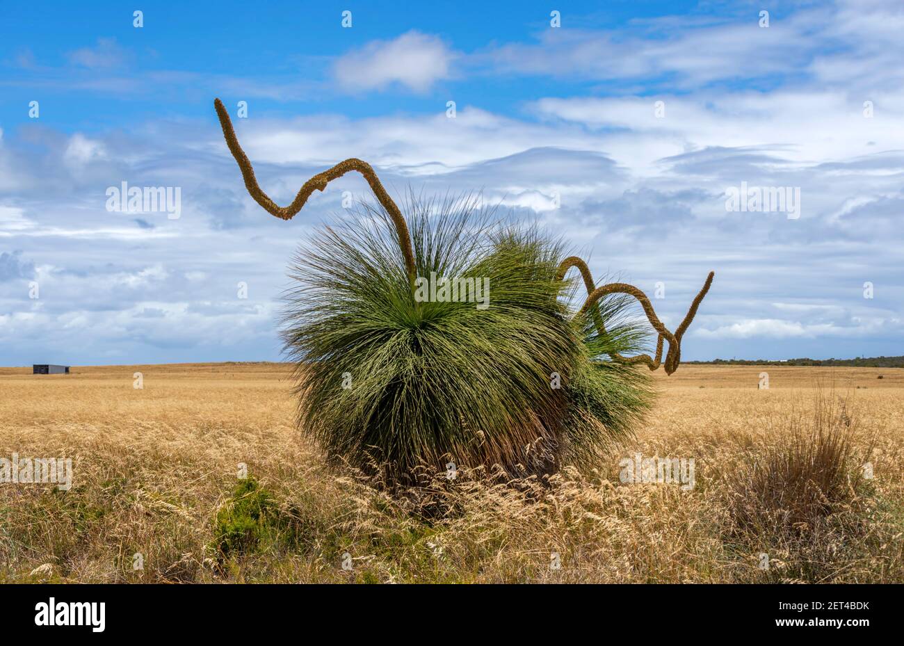 Native Grass Trees in the bush outside of Perth, Western Australia, Australia Stock Photo