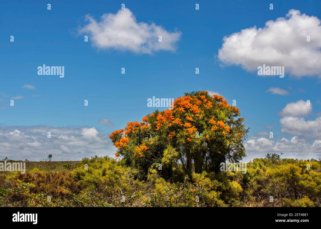 Western Australian Christmas Tree in rural landscape, Western Australia, Australia Stock Photo