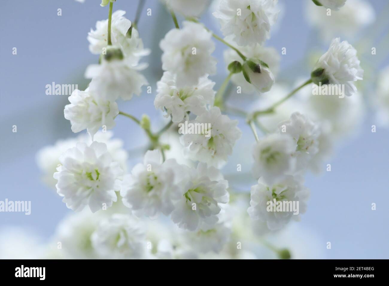 Gypsophila flowers. fragile white flowers on a gray background.Defocused White Flowers Gypsophila.Flower beautiful background Stock Photo