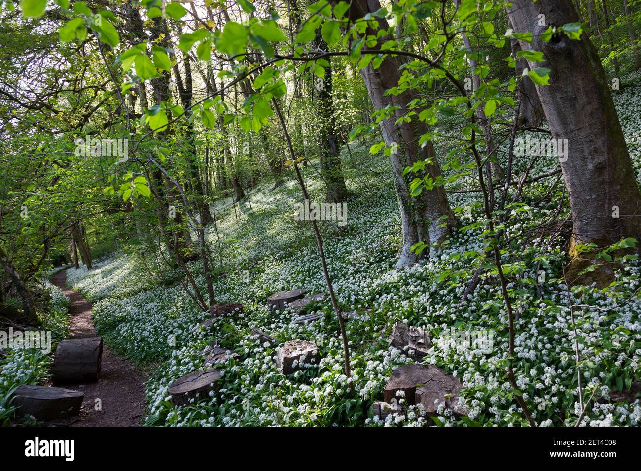 A footpath runs below a bank of wild garlic in woodland of the Cotswolds near Stroud, Gloucestershire, UK Stock Photo