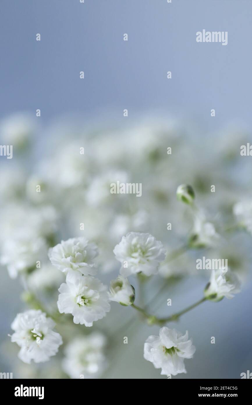 Gypsophila flowers. Small fragile white flowers on a gray background.Defocused White Flowers Gypsophila.Flower background Stock Photo