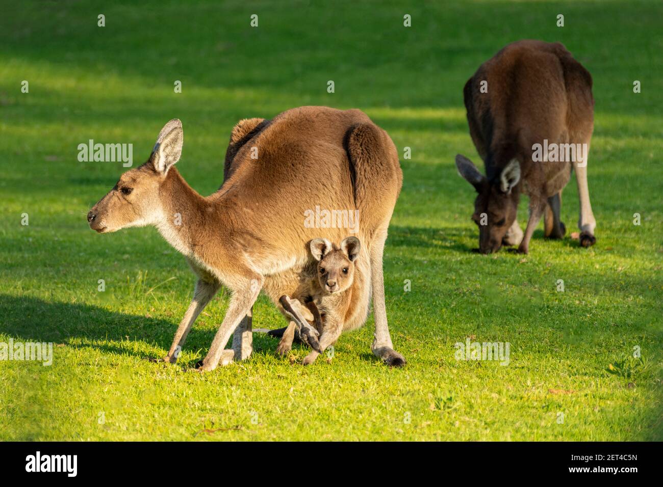 Western grey kangaroo family on a grass, Australia Stock Photo