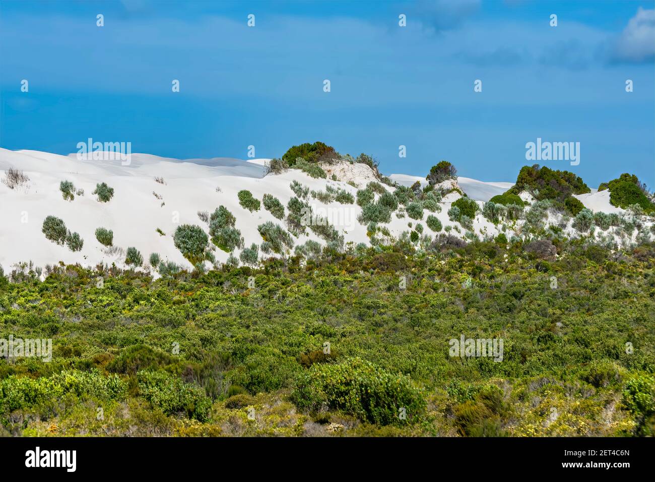 Sand dunes with grass at Lancelin Beach, Perth, Western Australia, Australia Stock Photo