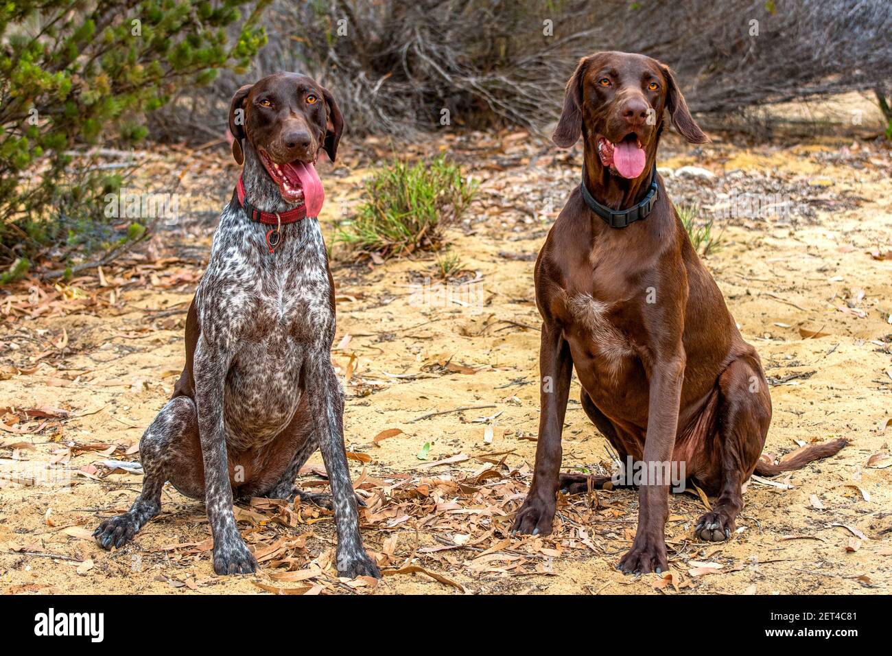 Two German Shorthaired Pointers sitting outdoors, Australia Stock Photo