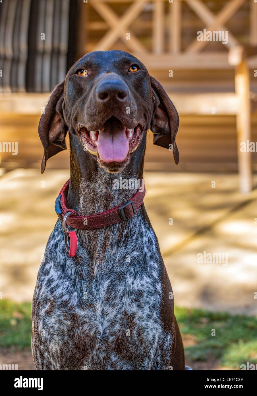 Portrait of a German Shorthaired Pointer dog sitting in the garden Stock Photo