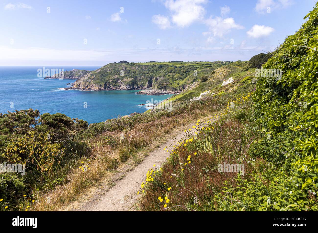 The beautiful rugged south coast of Guernsey, Channel Islands UK - Wild flowers beside the coastal footpath leading to Petit Bot Bay Stock Photo