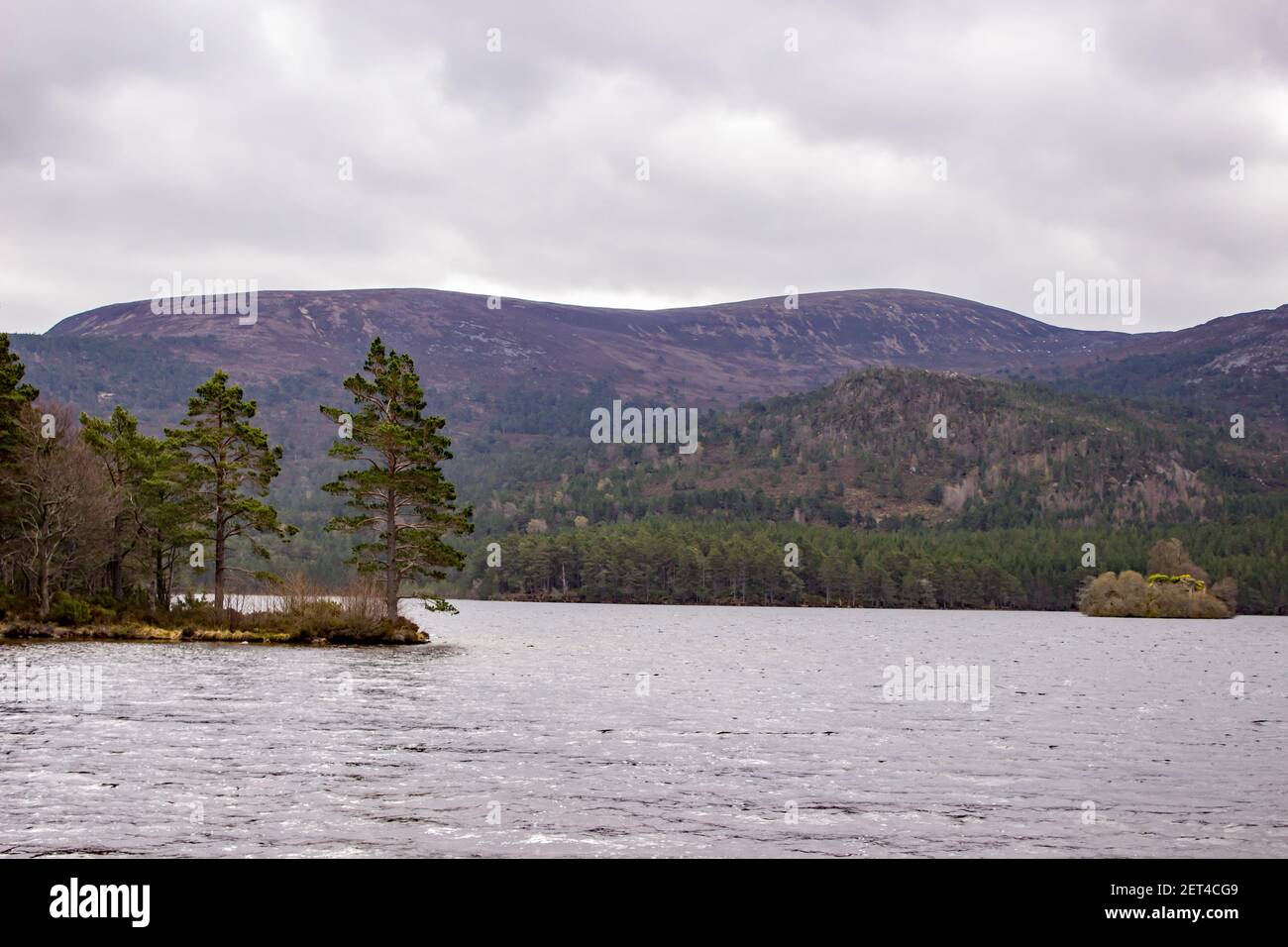 Pine trees on the shore of Loch an Eilein in the Rothiemurchus forest in the Cairngorms National Park, Scotland Stock Photo