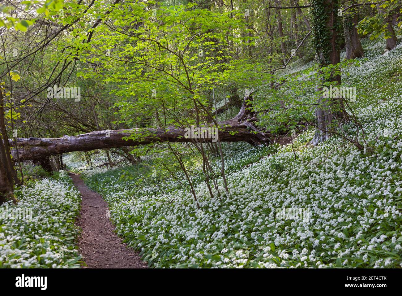 A woodland footpath passes under a fallen tree in a bank of wild garlic woodland near Stroud, Gloucestershire,  UK Stock Photo