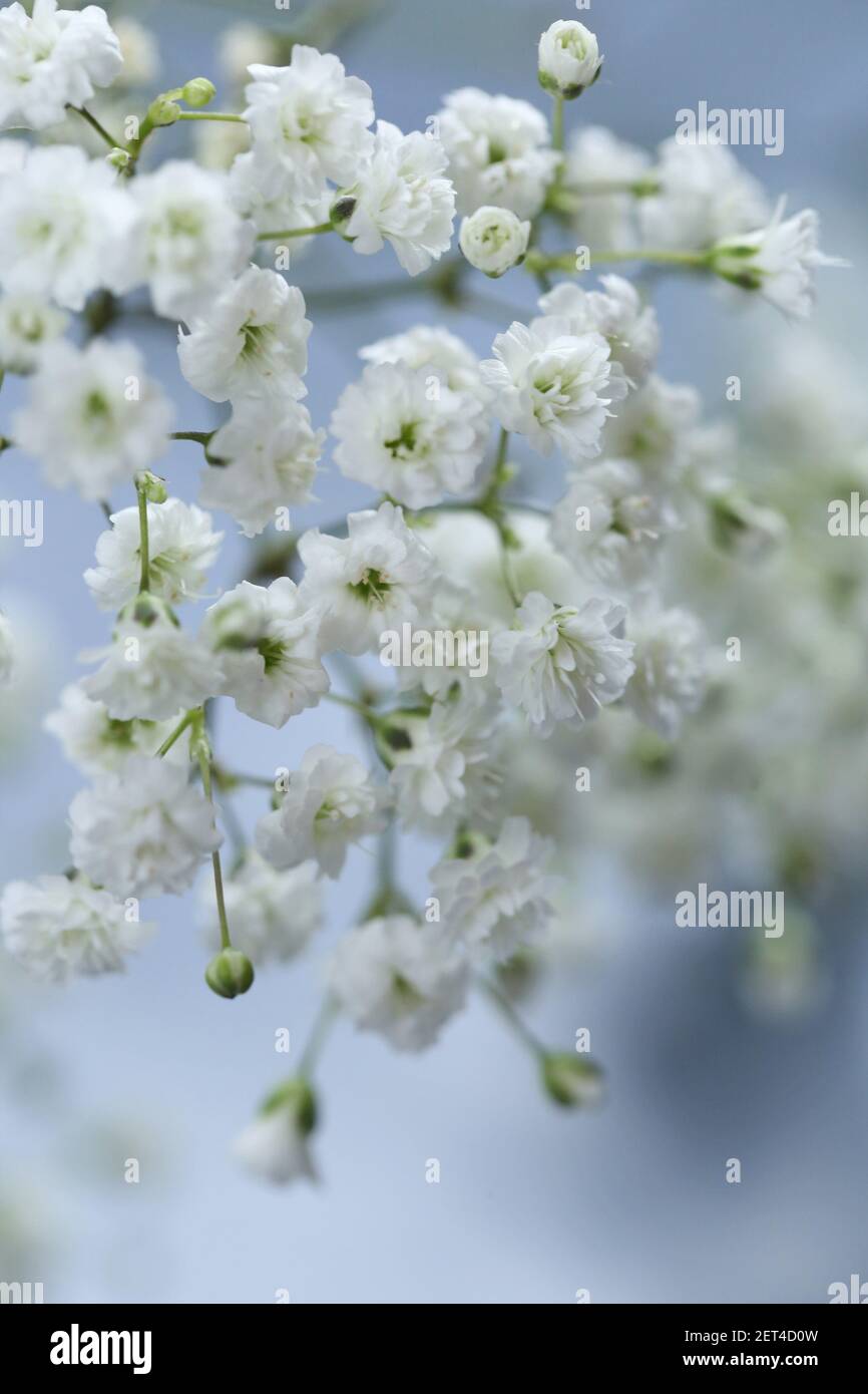 Gypsophila flowers. Small fragile white flowers on a gray background.Defocused White Flowers Gypsophila Stock Photo