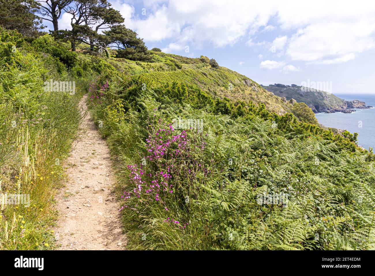 The beautiful rugged south coast of Guernsey, Channel Islands UK - Wild flowers beside the coastal footpath leading from Petit Bot Bay towards Icart Stock Photo