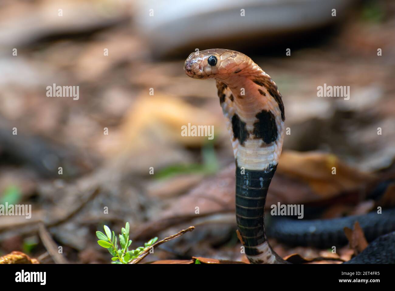 Young spitting cobra rearing up in defensive mode, Indonesia Stock Photo
