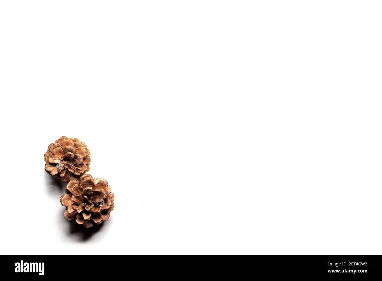 Two pine cones on a white background. The bumps are touching each other. Top view with place for text. Stock Photo