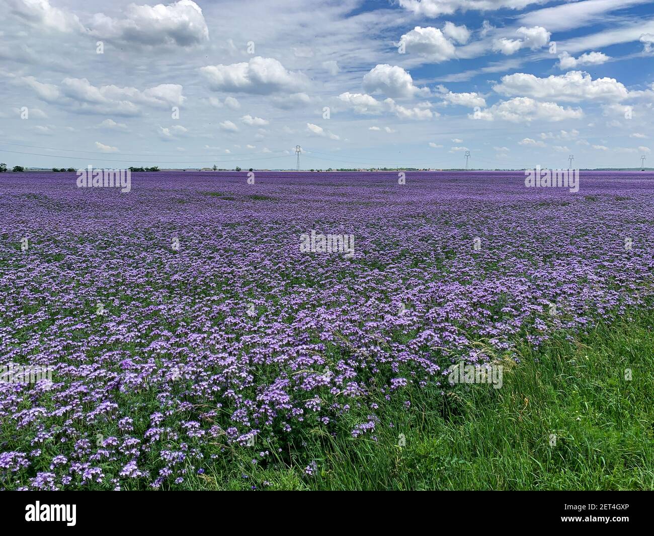 Meadow of blooming purple phacelia tanacetifolia. Flowers attract bees and other pollinators widely used in Europe. Stock Photo
