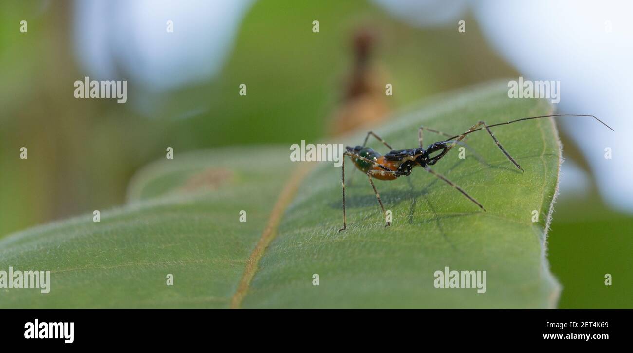 Assassin bug seen in natural habitat close to Chapada dos Guimaraes in Mato Grosso, Brazil Stock Photo