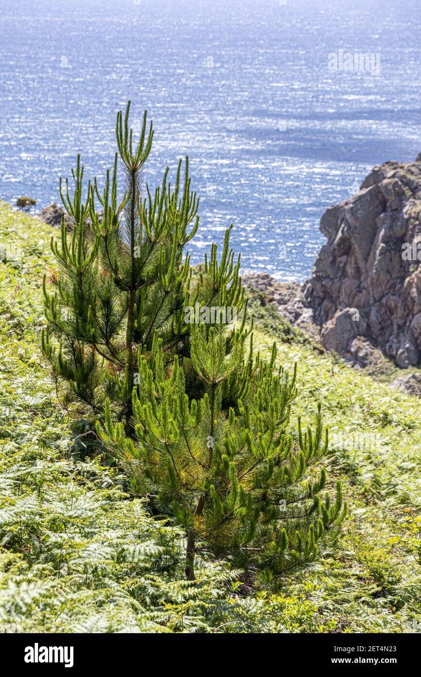 Conifers growing on the cliffs at Pointe de la Moye, Le Gouffre, Les Villets on the beautiful, rugged south coast of Guernsey, Channel Islands UK Stock Photo