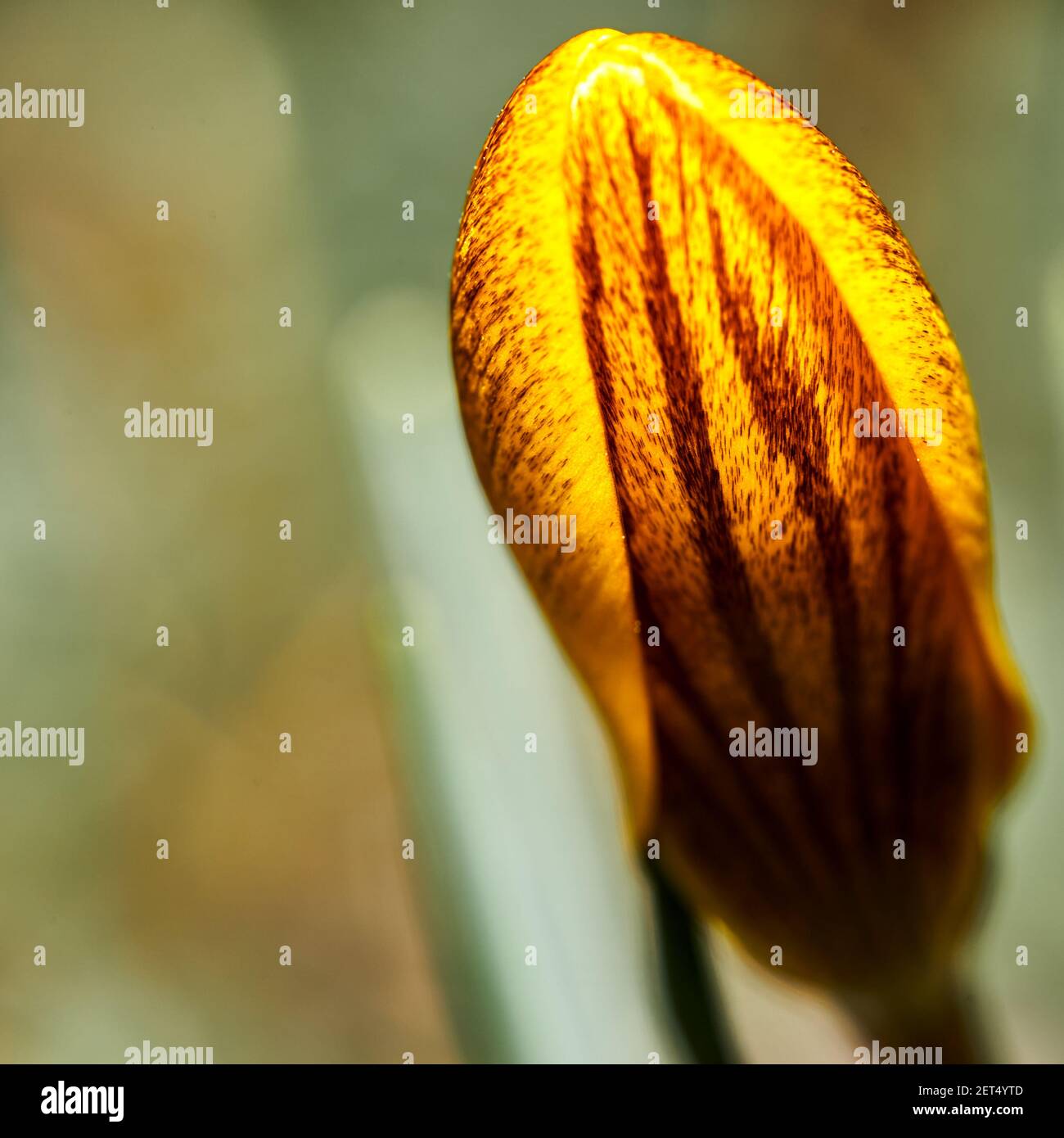 Closed flower of a young yellow crocus, scientific name Crocus flavus