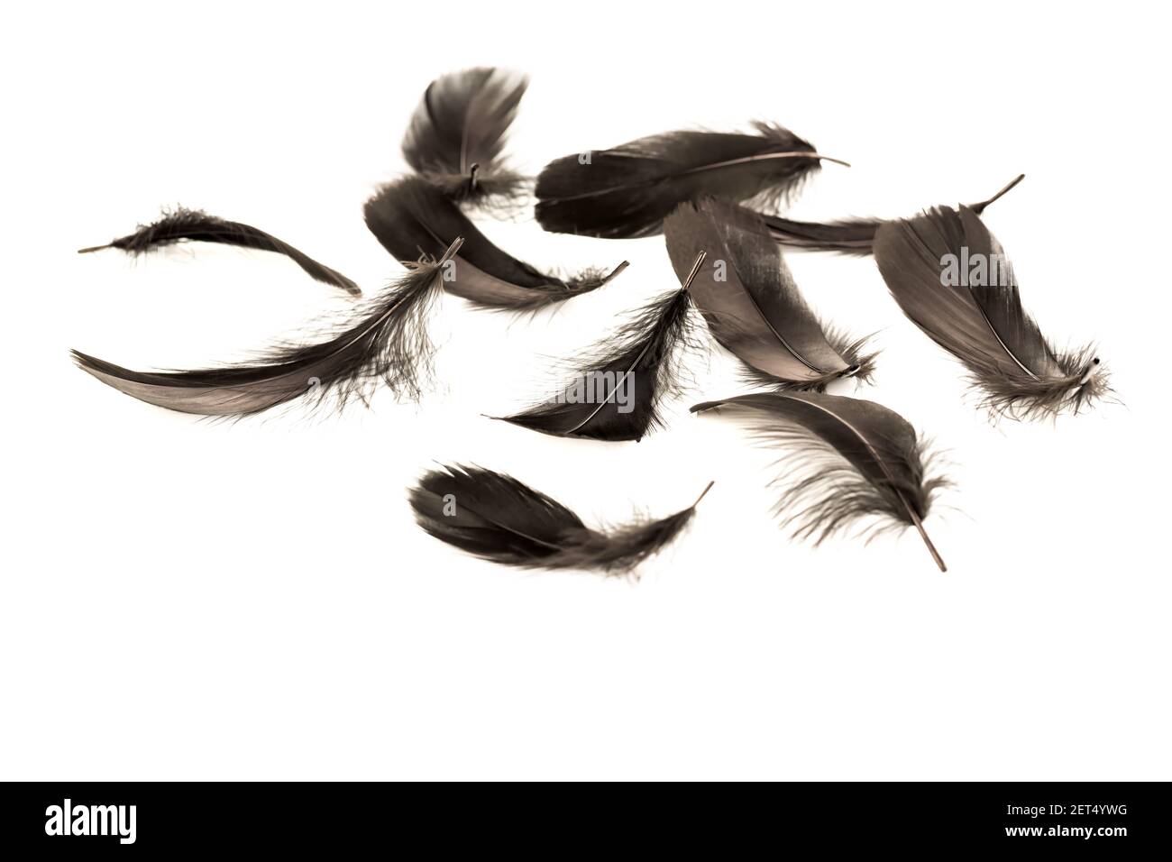 Black feathers isolated on a white background. Stock Photo