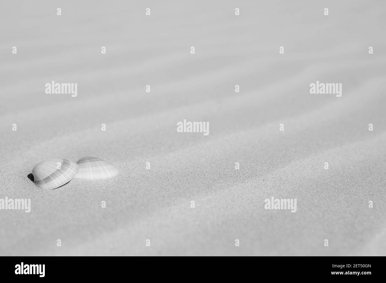 Tan spiral shell hi-res stock photography and images - Alamy