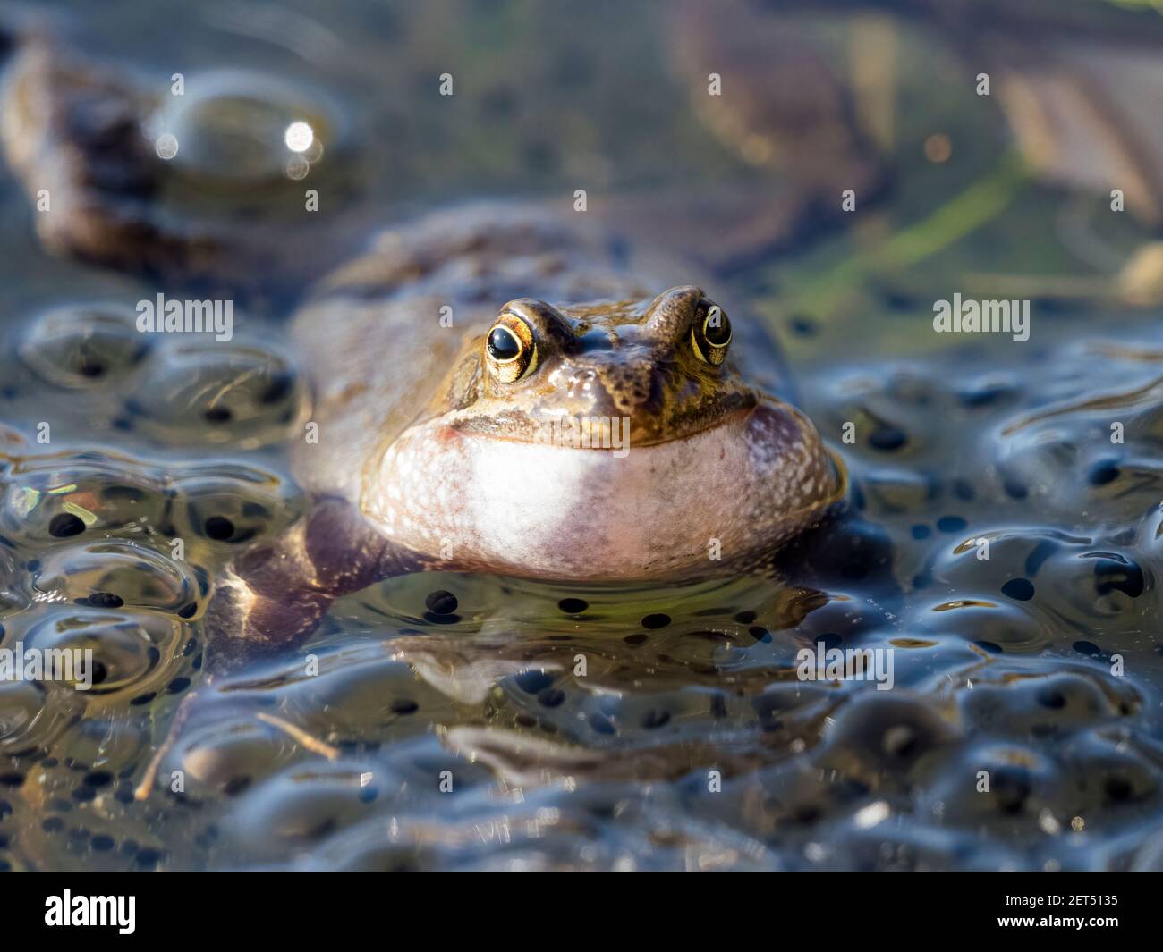 Aberystwyth, Ceredigion, Wales, UK. 01st March, 2021. Common frogs spawning on a warm, sunny St David's Day in a garden pond in mid Wales. . Credit: P Stock Photo