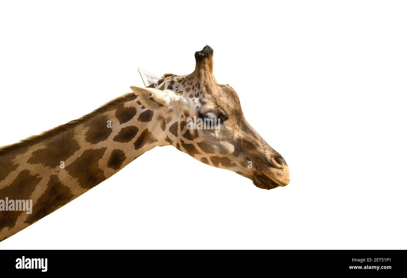 The head of a giraffe on a green grass Stock Photo