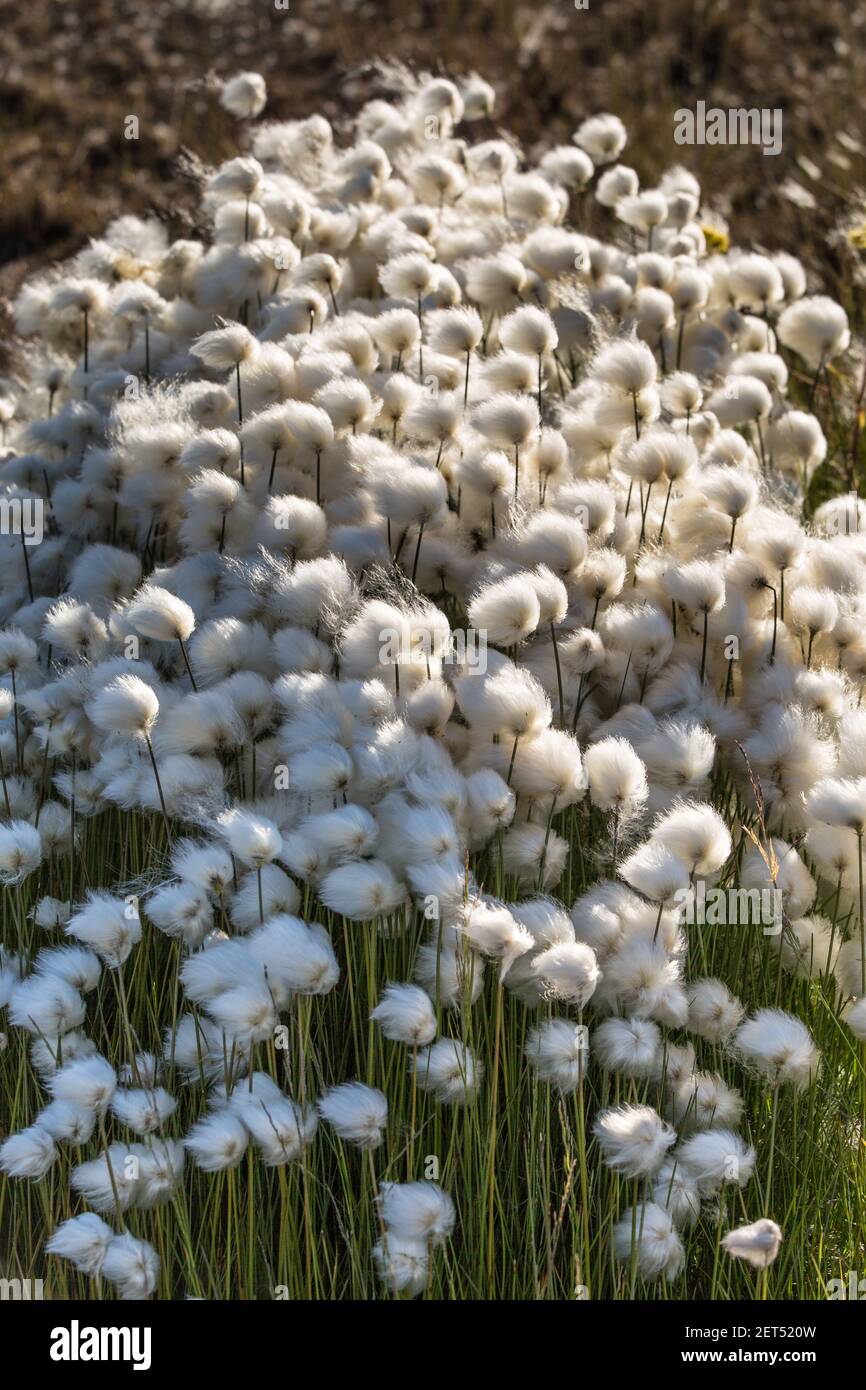 Wild Arctic cotton grass, Eriophorum callitrix, growing in the coastal Inuvialuit hamlet of Tuktoyaktuk, Northwest Territories, Canada. Stock Photo