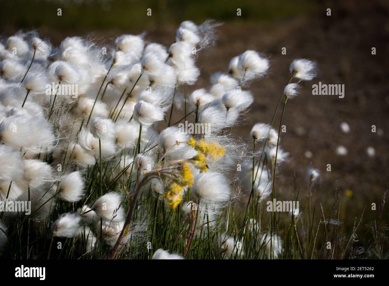 Wild Arctic cotton grass, Eriophorum callitrix, growing in the coastal Inuvialuit hamlet of Tuktoyaktuk, Northwest Territories, Canada. Stock Photo