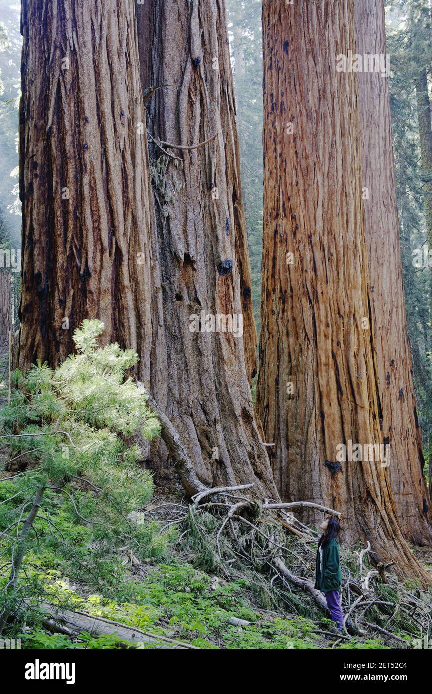 Giant Sequoia(Sequoiadendron giganteum)  Sequoia National Park California, USA LA000607 Stock Photo