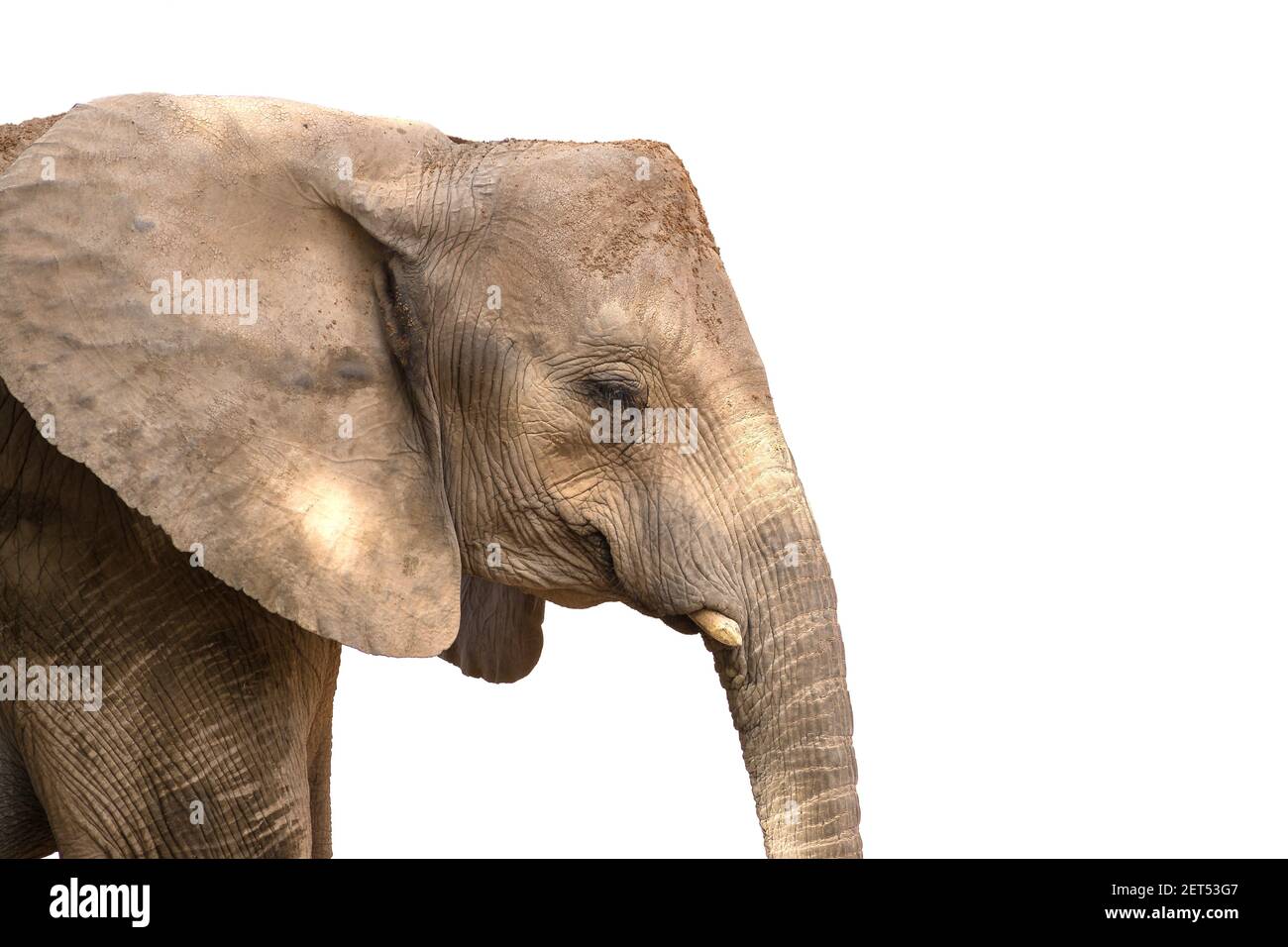 African elephant head with square angular shape. Isolated on white background Stock Photo