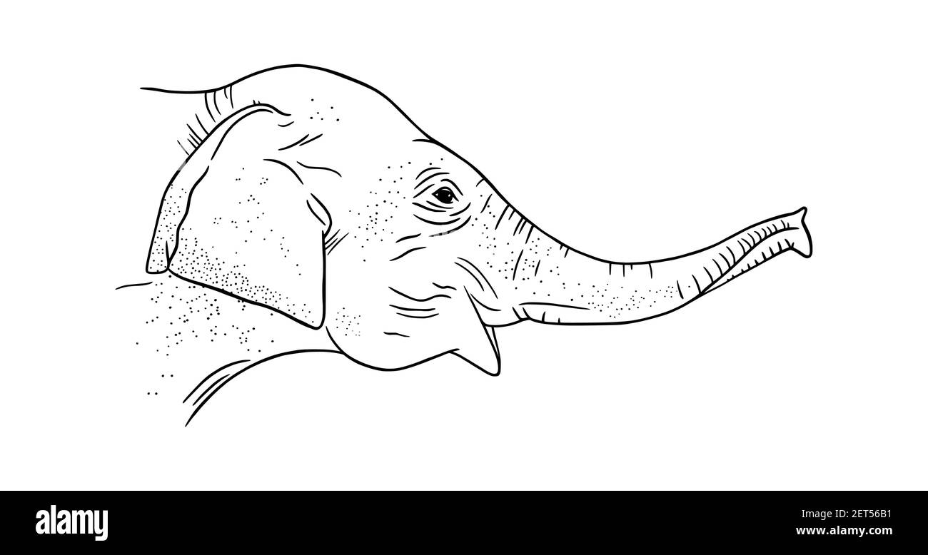 Elephant head profile isolated on white background. Engraved Asian elephant. Sketch vector illustration Stock Vector