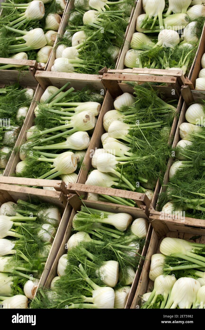 Fennel on display in a market, A flowering plant species in the carrot family. Stock Photo