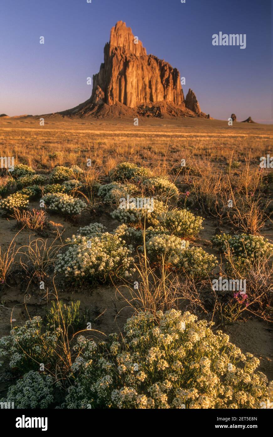 Wildflowers and Shiprock, New Mexico USA Stock Photo Alamy