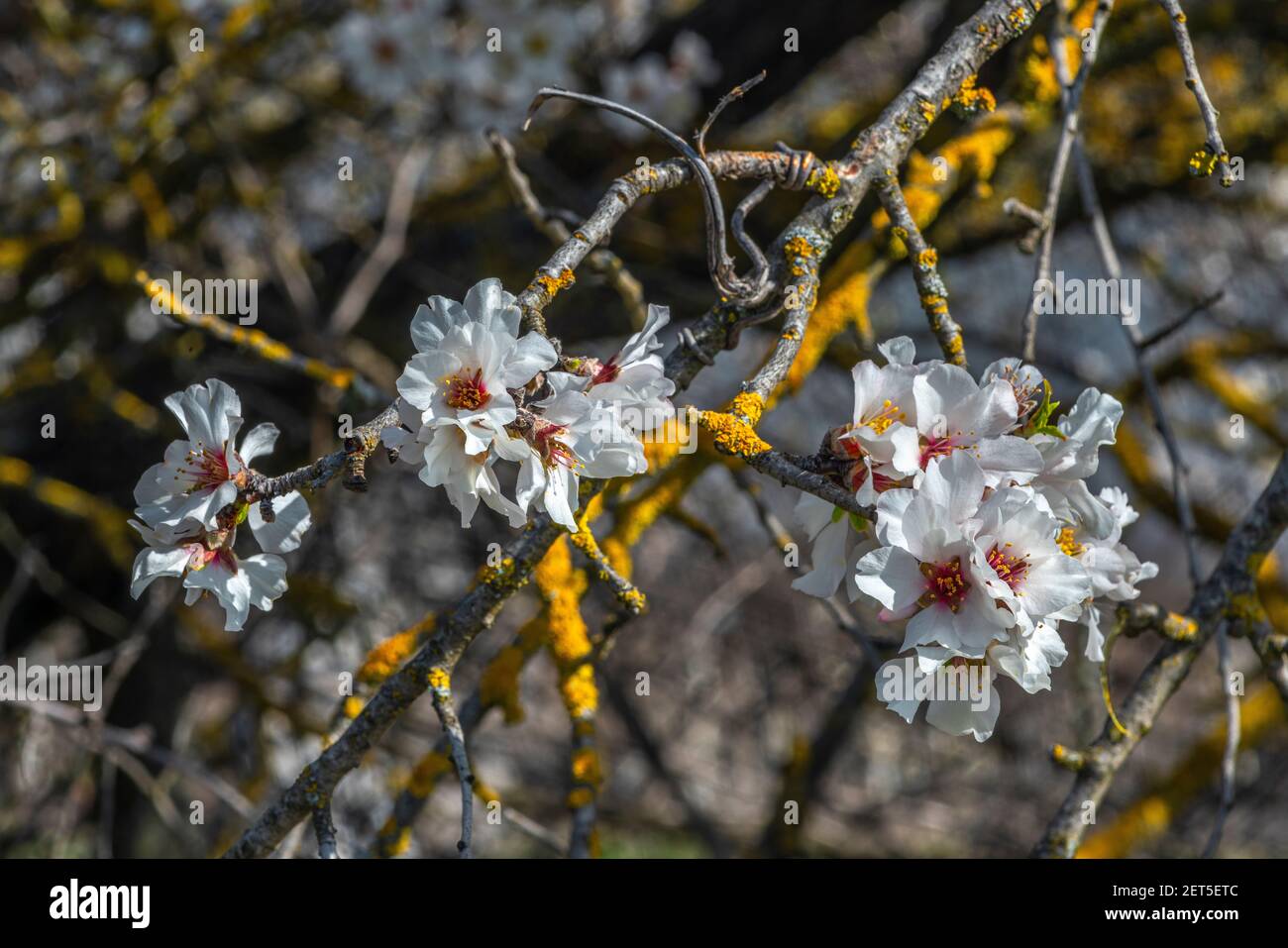 detail of the flowering of the wild almond. Stock Photo