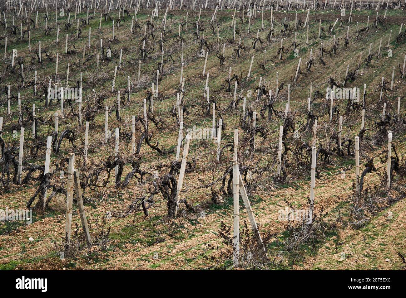grape vines cut for the winter in the vineyard Stock Photo Alamy