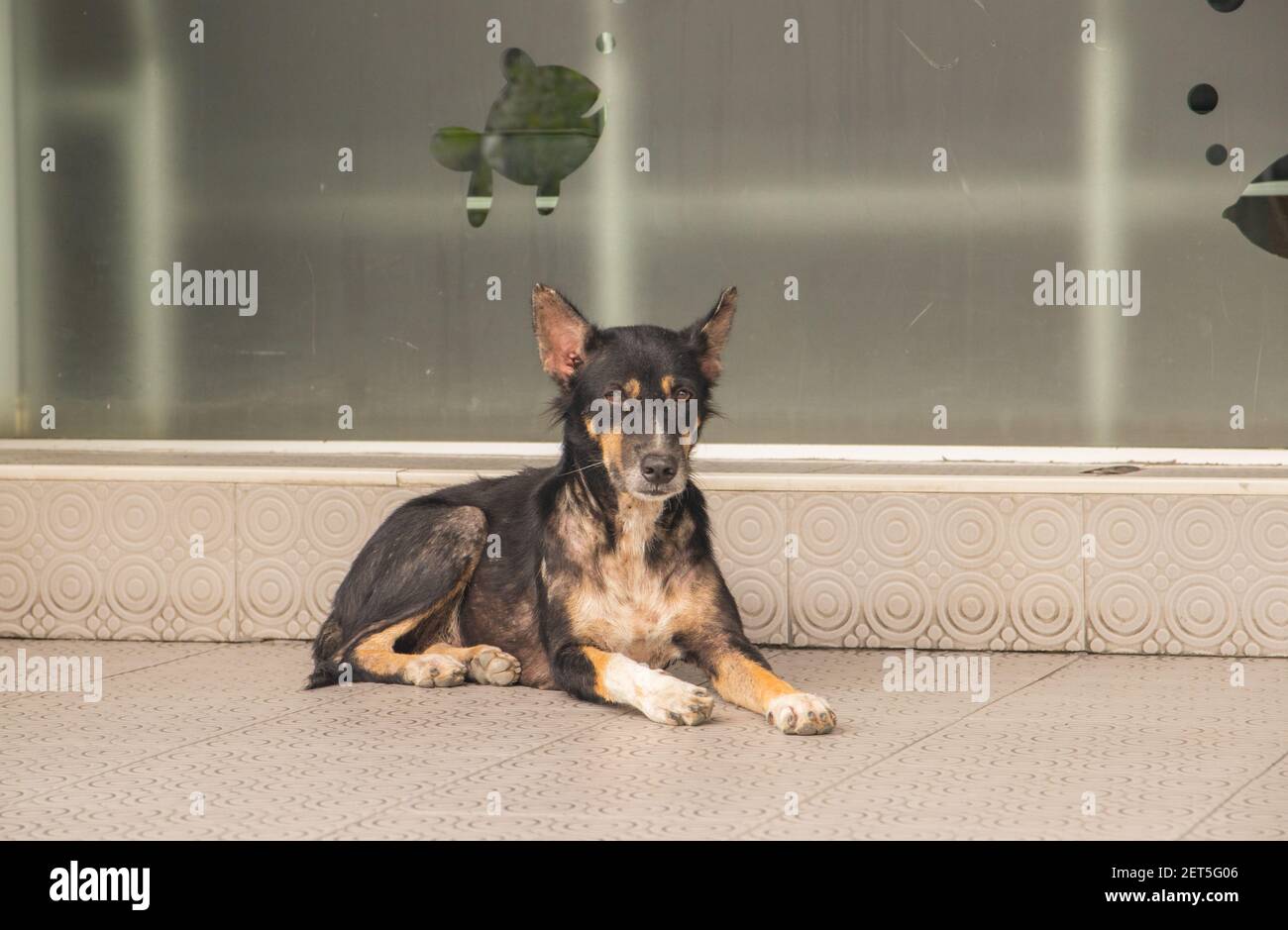 A closeup of a black dog lying on the ground near a building under the ...