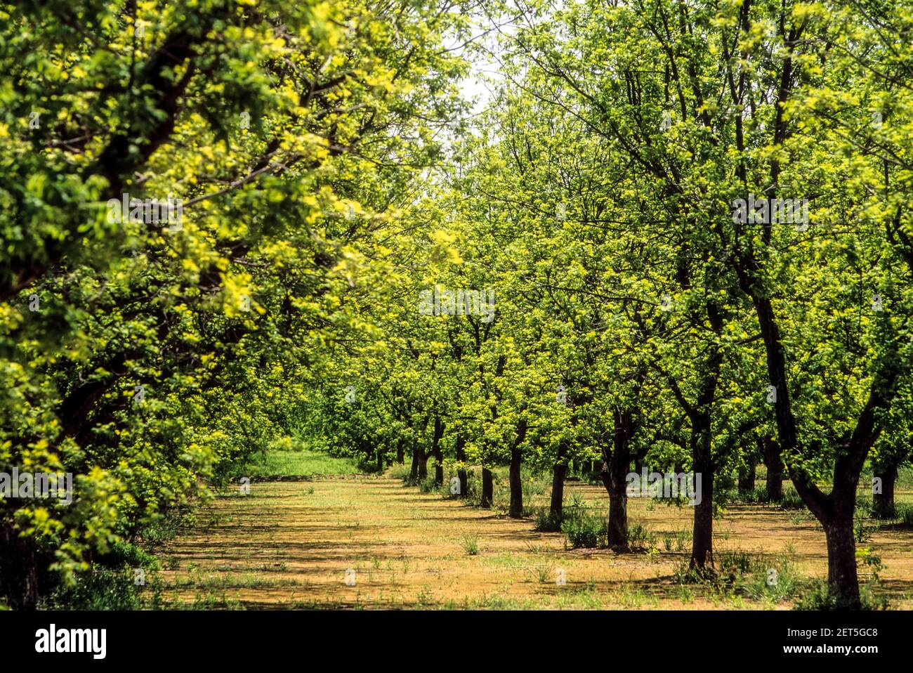 Pecan nut trees hires stock photography and images Alamy